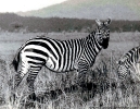East African Wildlife 2