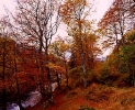 Autumn Colours Glen Lyon_3